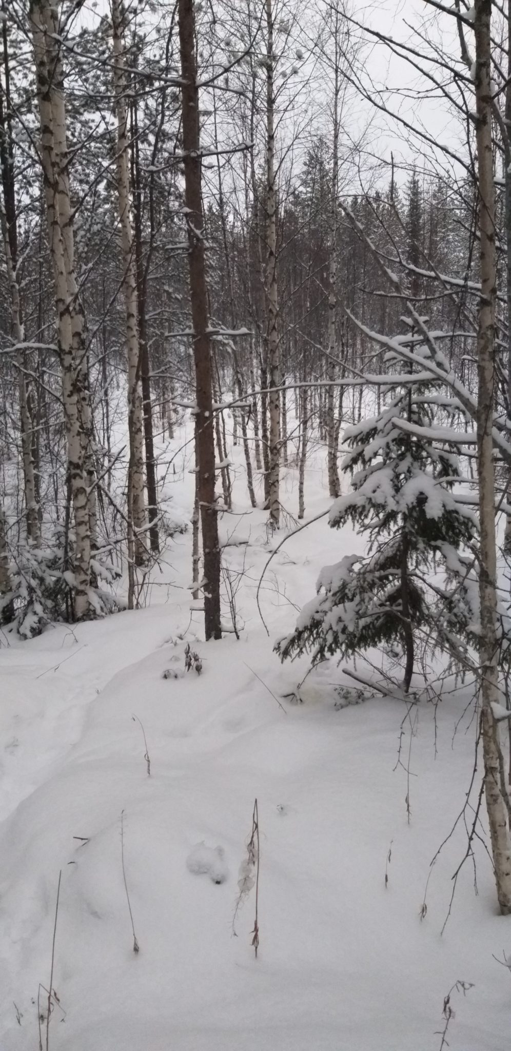 Снег в карелии сегодня фото